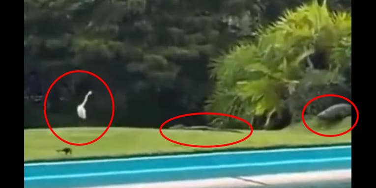 Watch a Giant Alligator Come Out of Nowhere to Eat a Small Alligator That Was Hunting an Egret