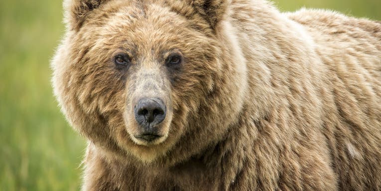 Hunter Shoots Himself in the Leg While Fighting Off a Grizzly Bear Attack in Wyoming