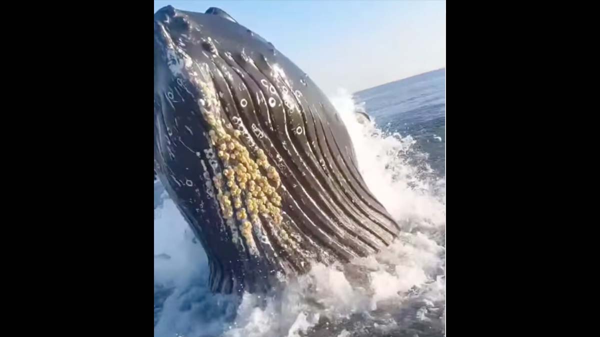 whale breaches water right next to boat