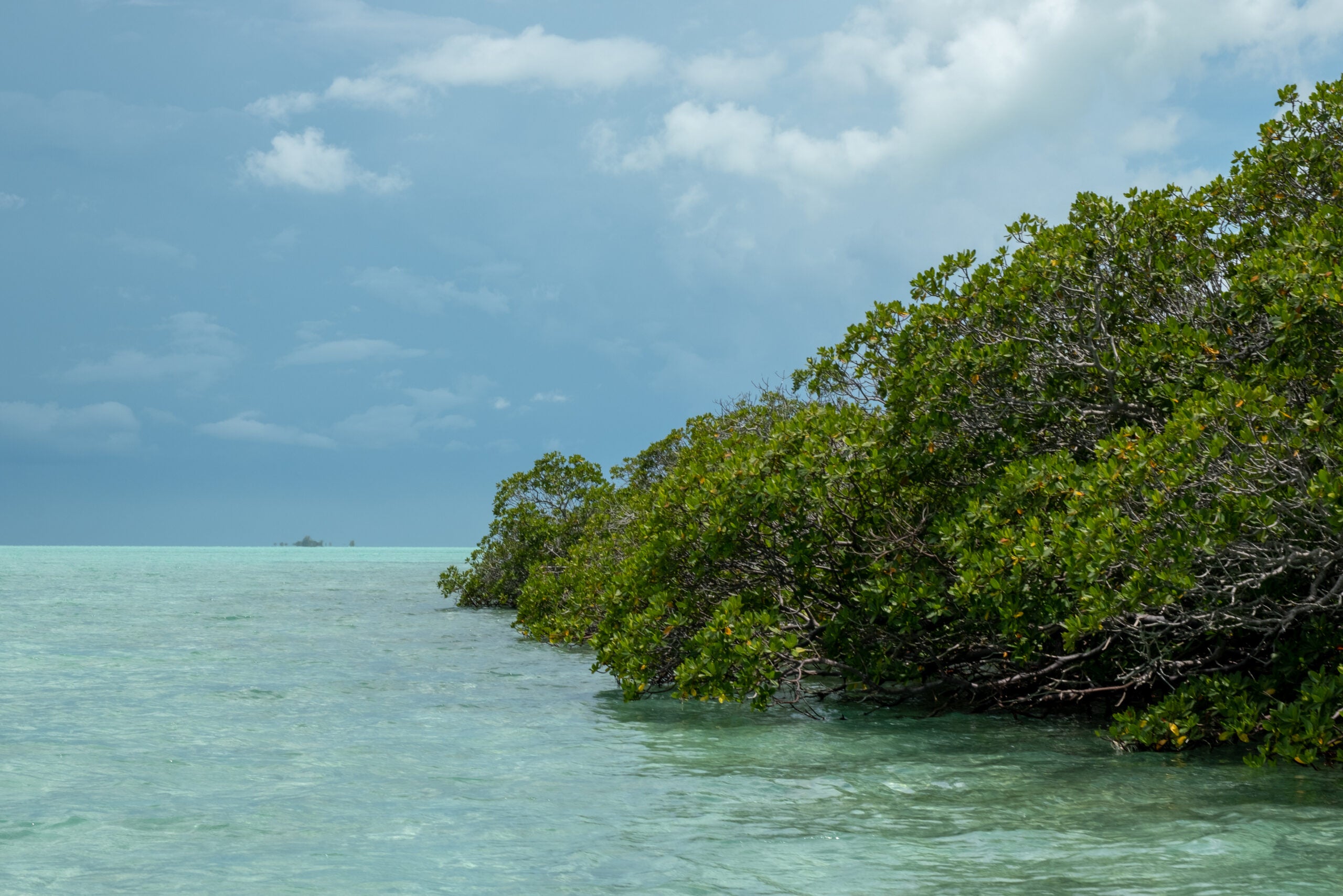 mangroves trees next to clear saltwater flats