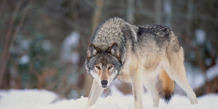 Idaho Wolf Population Remains Stable Despite Expanded Hunting and Trapping Opportunities