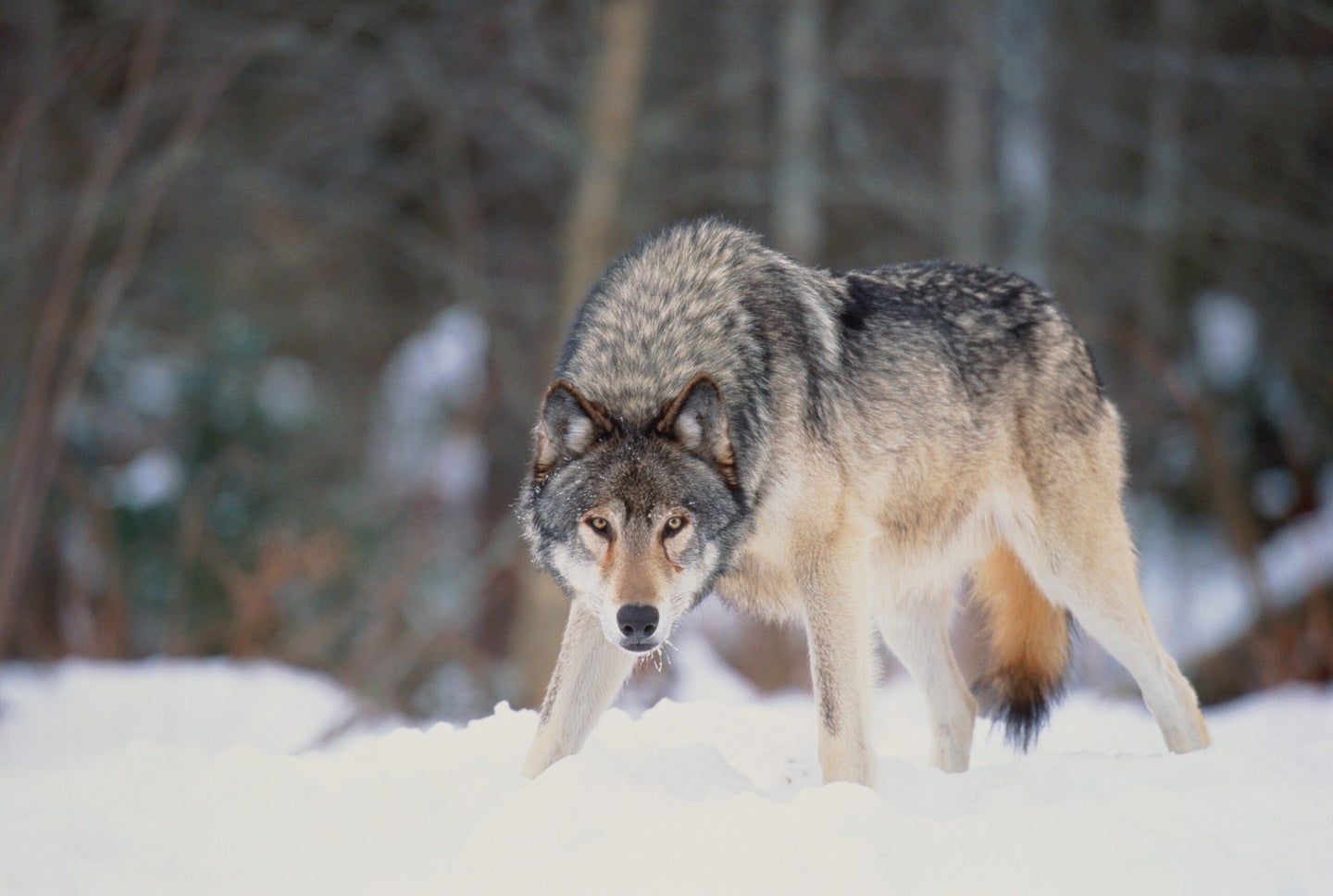 a gray wolf in the snow