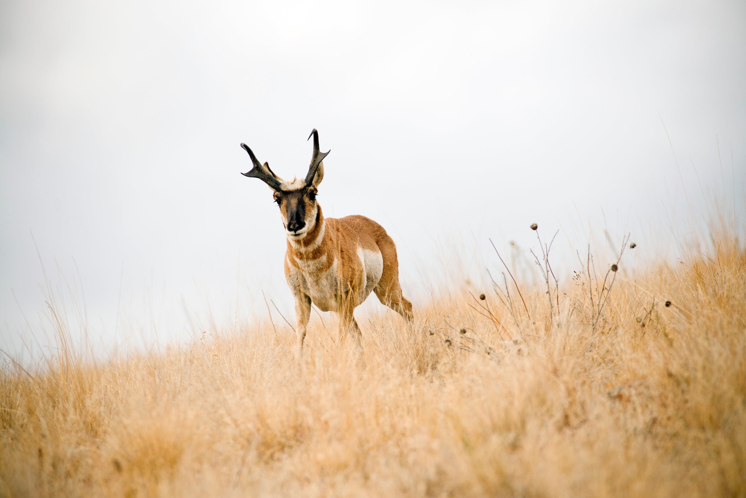 Photo of pronghorn antelope