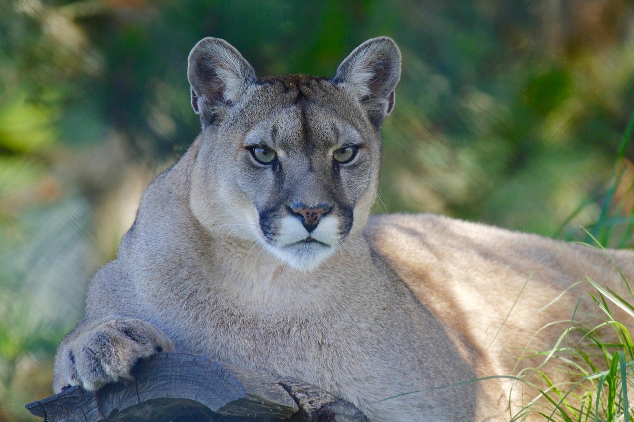 mountain lion looks at camera