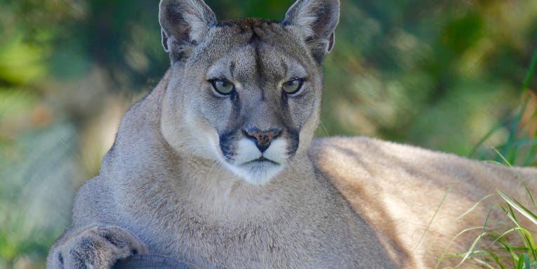 Mountain Lion Killed by Vehicle on Highway Near Chicago