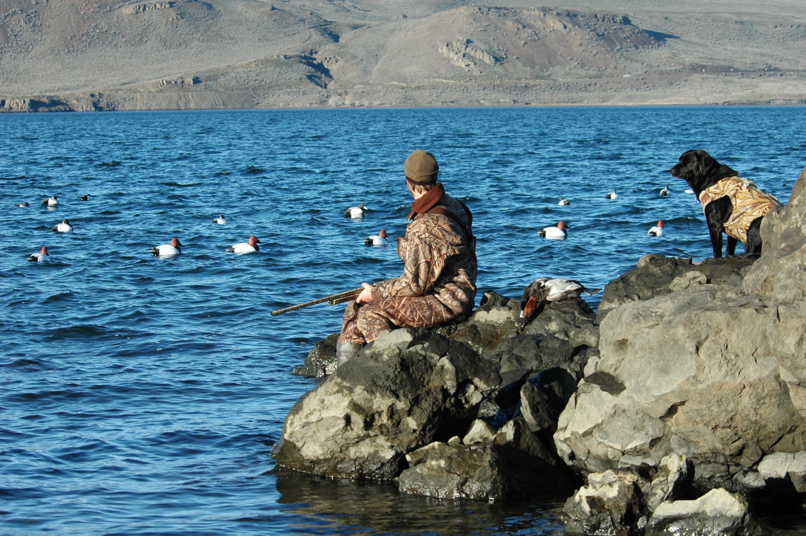 Man sitting on a rock with a dog hunting ducks.