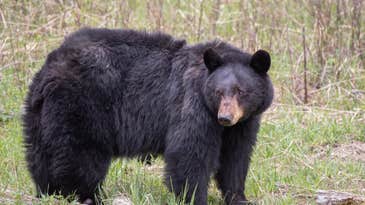 Woman Fends Off Black Bear By Punching It On the Nose