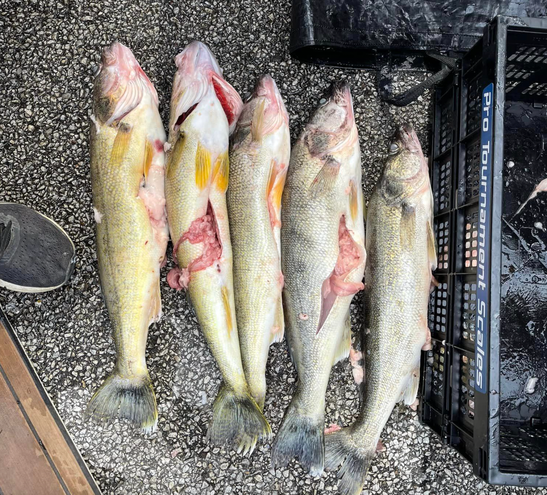 The walleye anglers caught stuffing their fish with lead weights ahead of a weigh-in pleaded not guilty. 