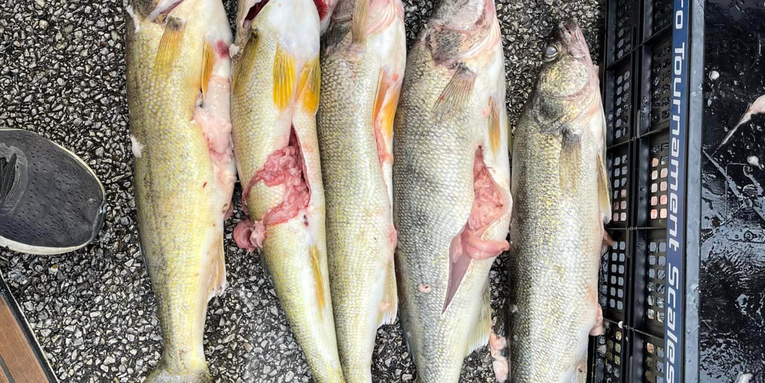 Walleye Anglers Who Were Caught Stuffing Fish with Lead Weights Plead not Guilty to Criminal Charges