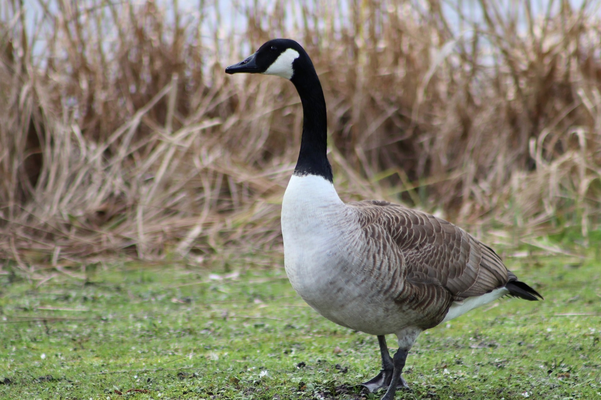 A Canada goose walking on the grass.