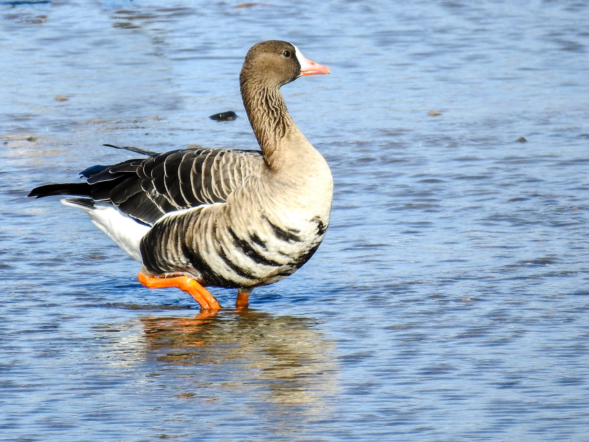 A whitefronted goose in the water.