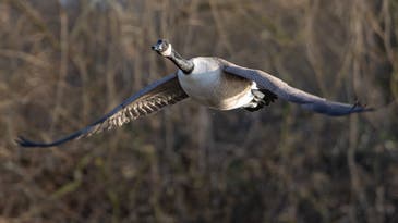 Goose Hunting: The Complete Guide to Chasing Canadas, Snows, and Specklebellies