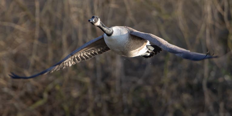 Goose Hunting: The Complete Guide to Chasing Canadas, Snows, and Specklebellies