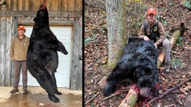 21-Year-Old Hunter’s 695-Pound Black Bear Confirmed as Western North Carolina Record