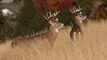 Best Times To Hunt Deer, All Season Long
