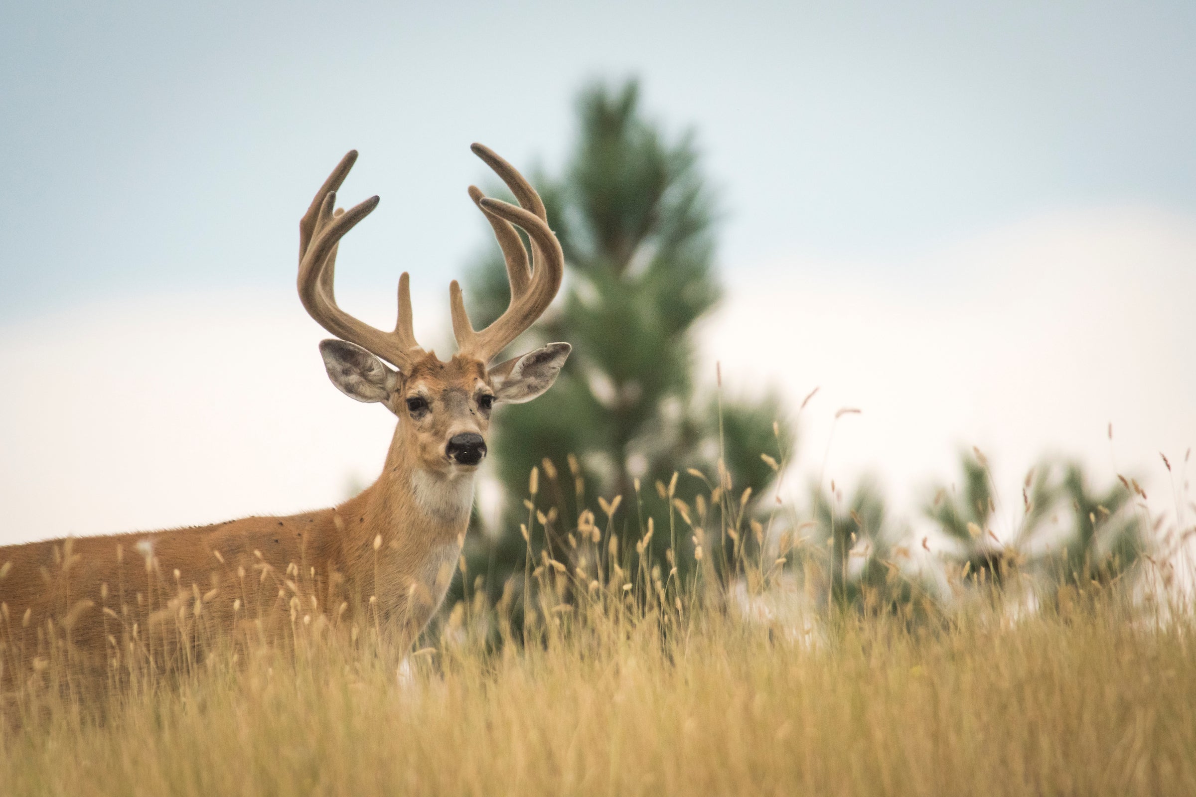 best times to hunt deer - early season