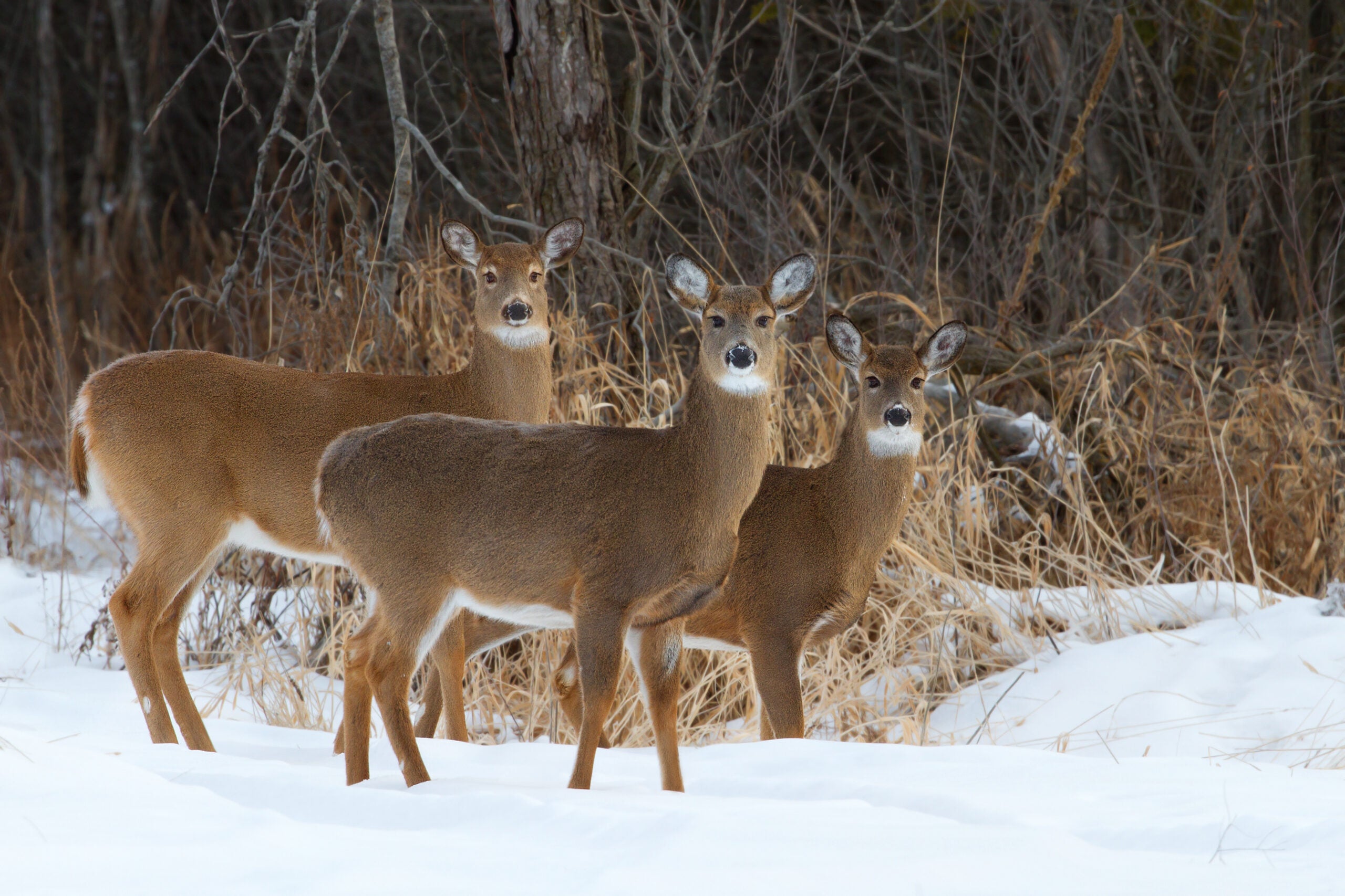 photo of best times to hunt deer coldest days