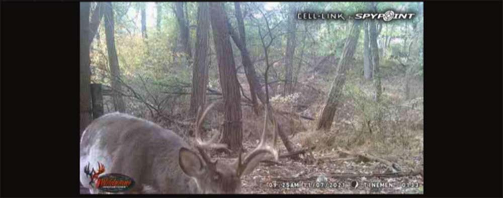 piebald deer buck on trail cam