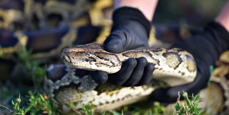 Teenage Hunter Removes 28 Invasive Snakes from Florida Everglades and Wins $10,000