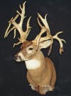 Record non-typical whitetail from CO.