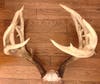 Record non-typical whitetail from MA