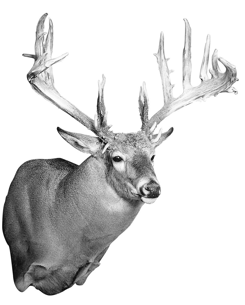 Record non-typical whitetail from MI