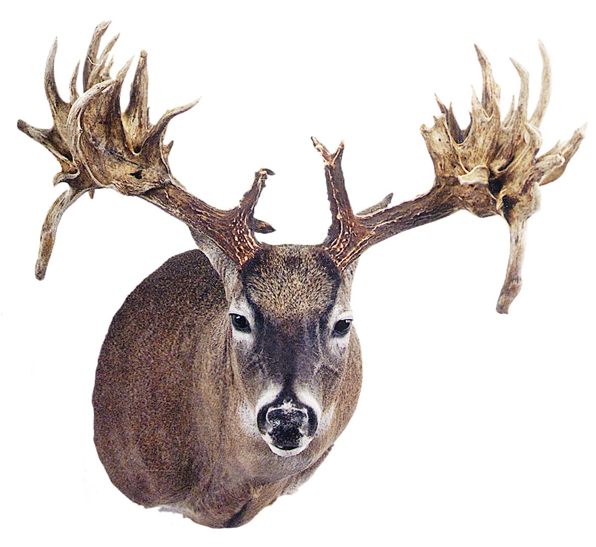 Record non-typical whitetail from MS.