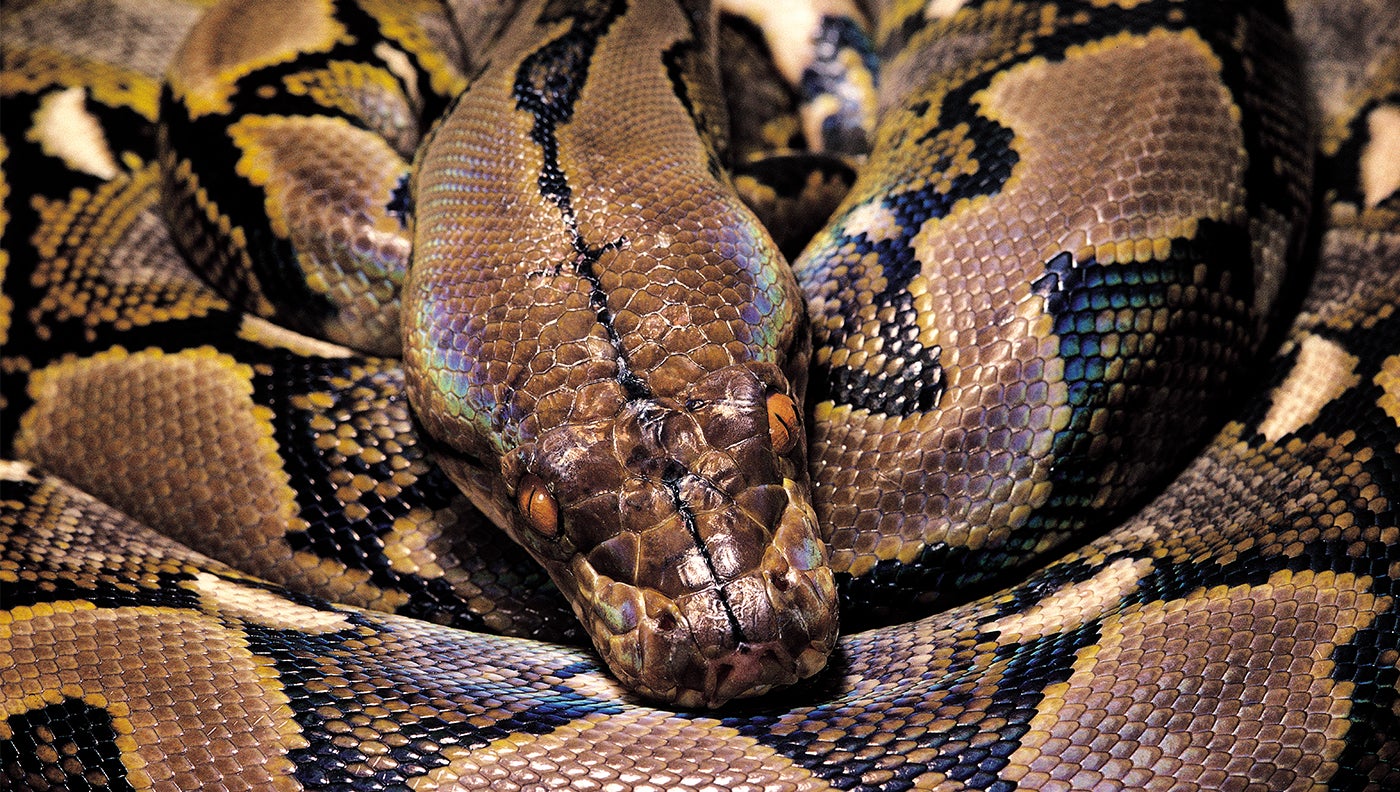 photo of python