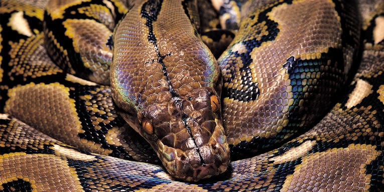 Indonesian Woman Swallowed Whole by Massive Python