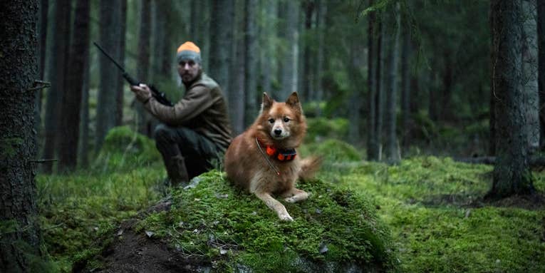 The 9 Weirdest Hunting Dogs in the Field
