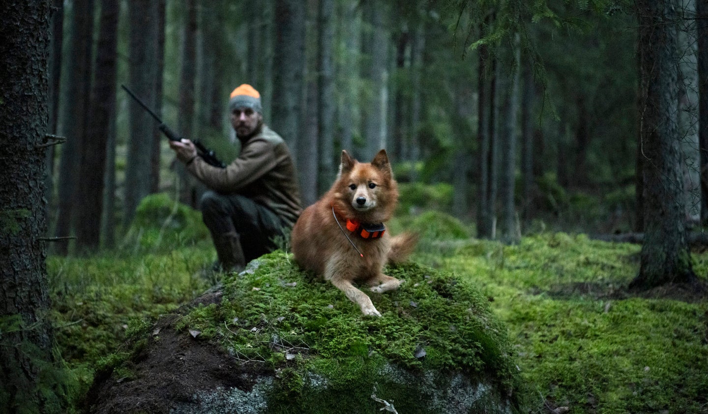 Hunting dog in forest, hunter in background