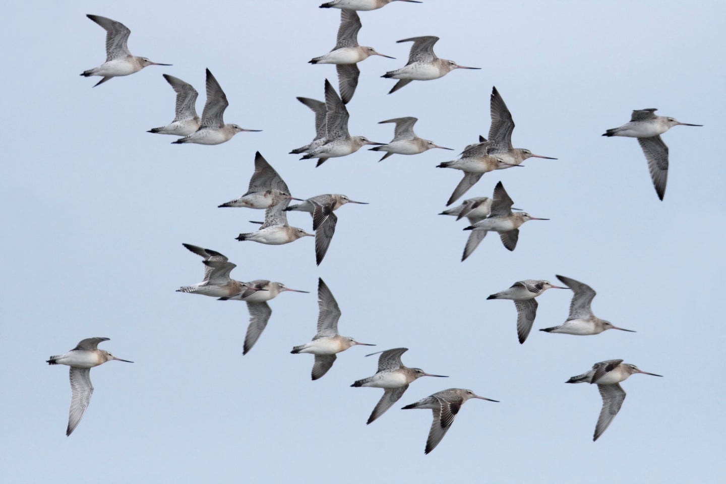 Bar-tailed Godwits in flight