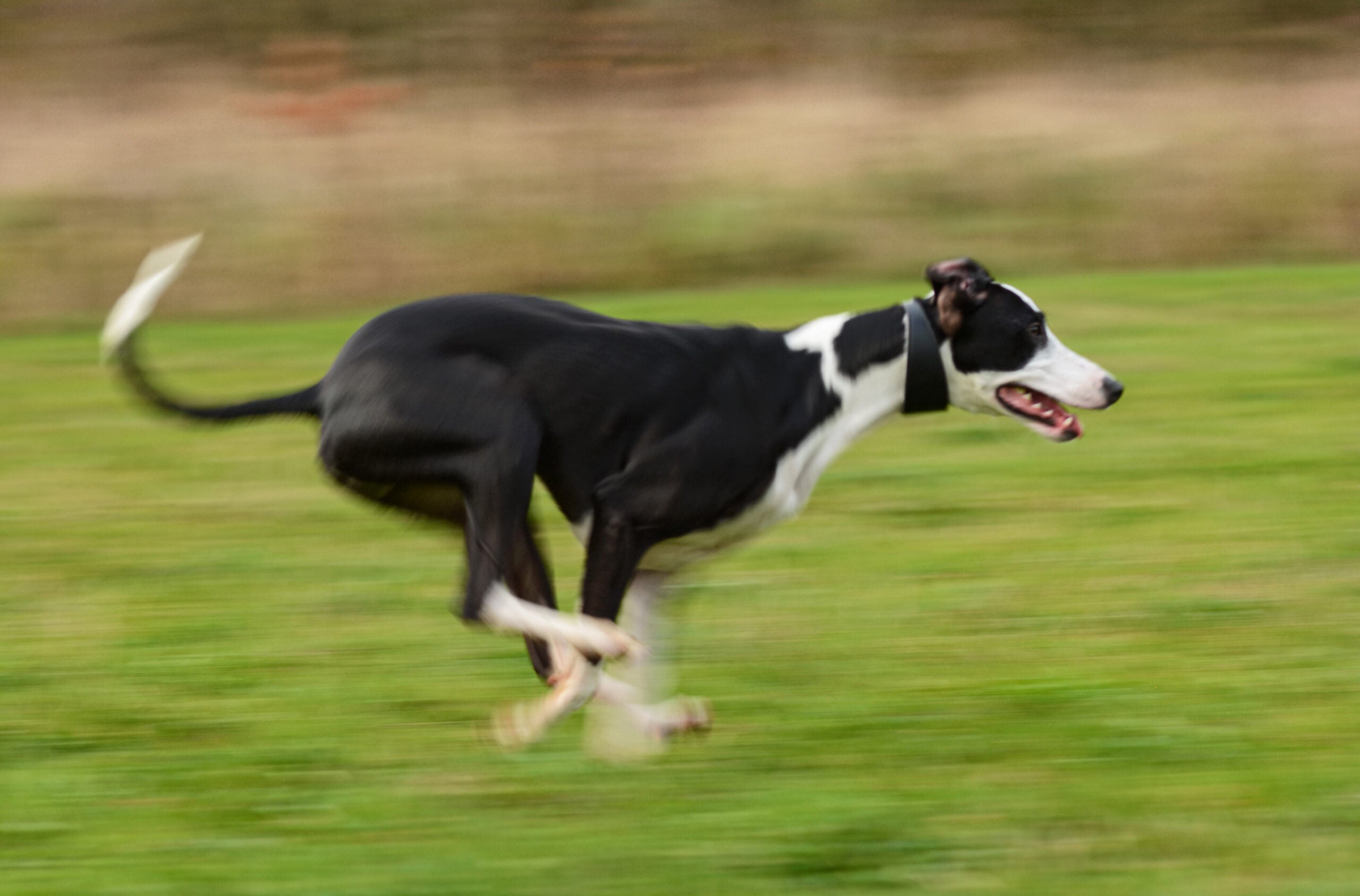 A Lurcher dog is captured running at speed.