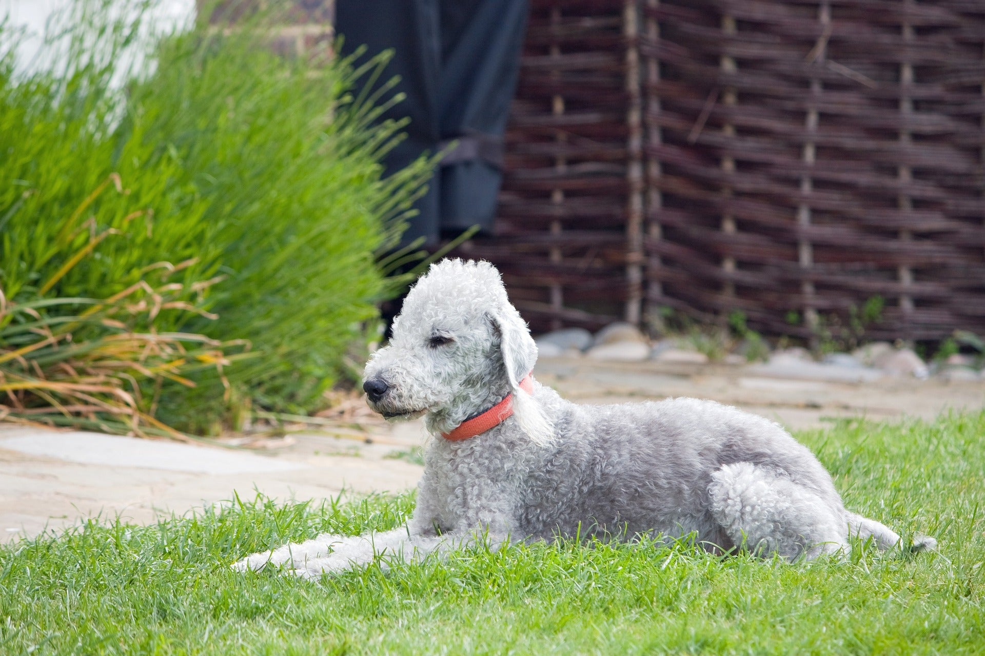 Bedlington terrier on grass.