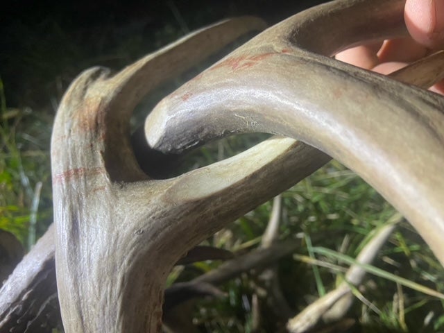 horns glued together