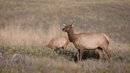 Grand Teton National Park Issues 475 Hunting Permits in Annual Elk Reduction Program
