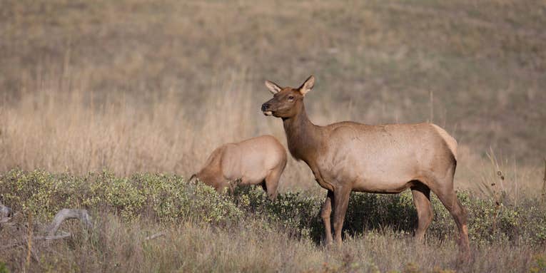Grand Teton National Park Issues 475 Hunting Permits in Annual Elk Reduction Program