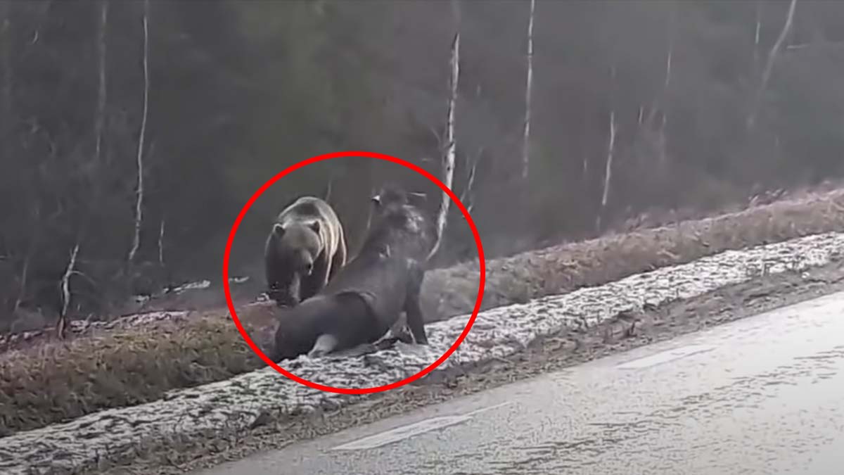 bear attacks moose next to road