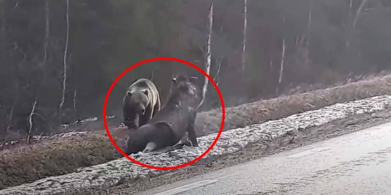 Watch a Brown Bear Attack an Injured Moose Next to a Highway