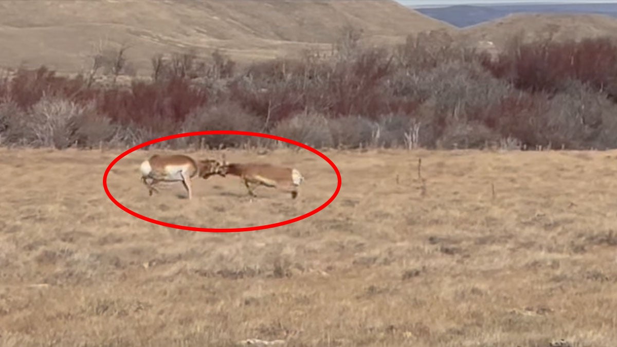 two pronghorn antelope bucks fight
