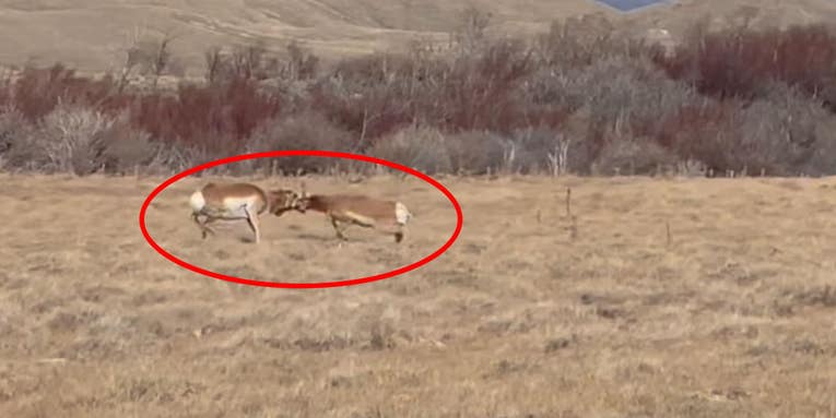 Watch Two Sparring Pronghorn Bucks With Their Horns Locked Together