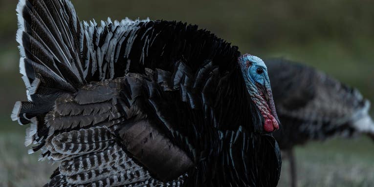 New Mexico Game Commission Votes to Delist Gould’s Turkey