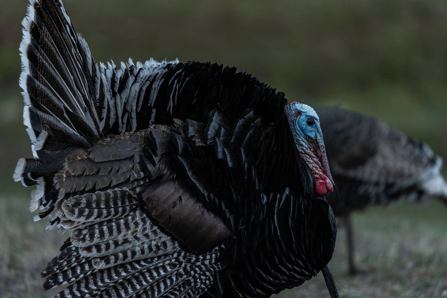 The Gould's turkey inhabits mountainous terrain in southwestern New Mexico