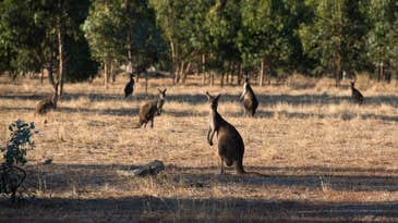 The Ammo Shortage is Contributing to a Kangaroo Population Explosion in Australia