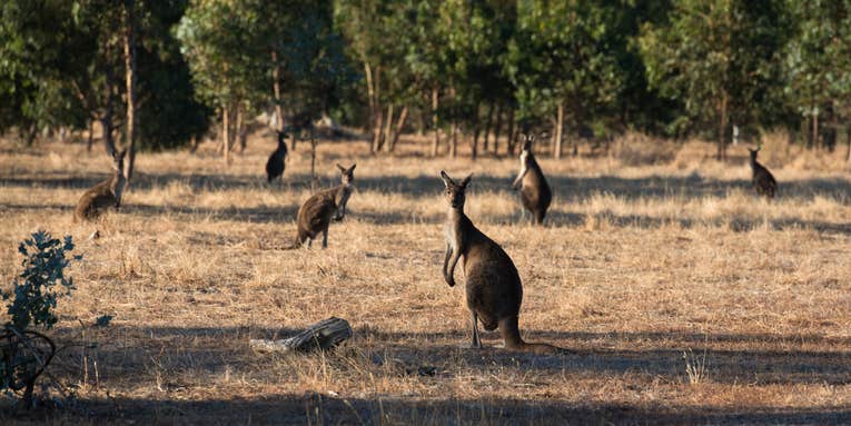 The Ammo Shortage is Contributing to a Kangaroo Population Explosion in Australia