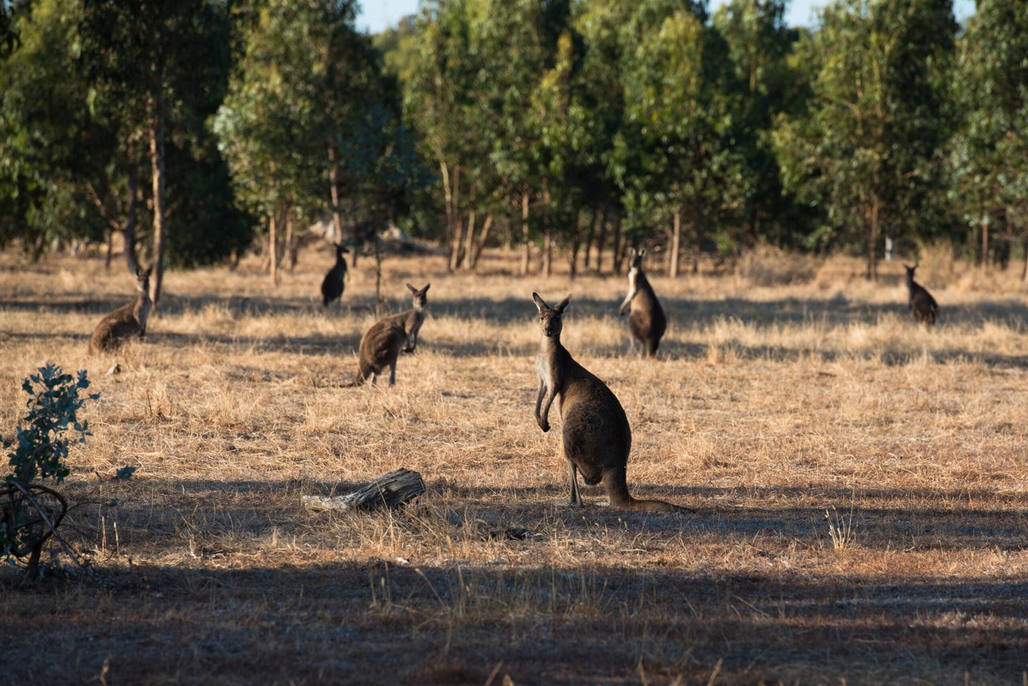 Kangaroos in Western Australia