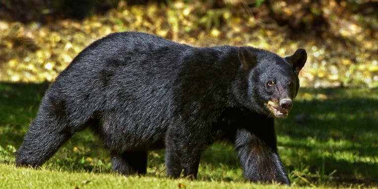 Vermont Woman Attacked By Black Bear After Her Dog Treed its Cub