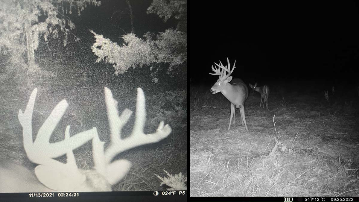 two night trail cam pictures of a buck