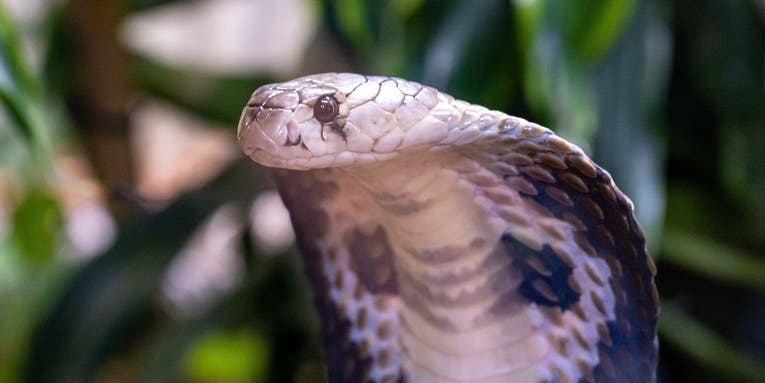 Boy Fends Off Snake Attack By Biting the Serpent—Twice