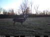 Trail camera picture of trophy whitetail buck.